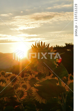 八米のひまわり畑（新潟県） 110722229