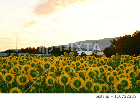 八米のひまわり畑（新潟県） 110722235
