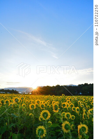 八米のひまわり畑（新潟県） 110722250