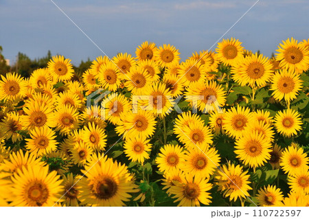 八米のひまわり畑(新潟県) 八米のひまわり畑(新潟県) 110722597