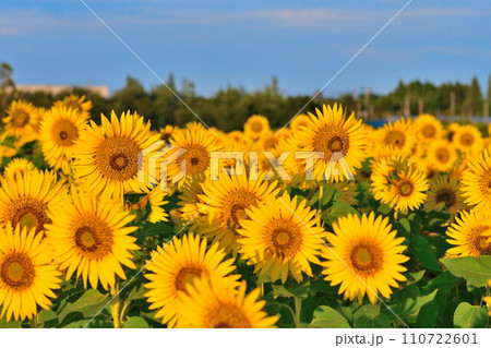 八米のひまわり畑(新潟県) 八米のひまわり畑(新潟県) 110722601