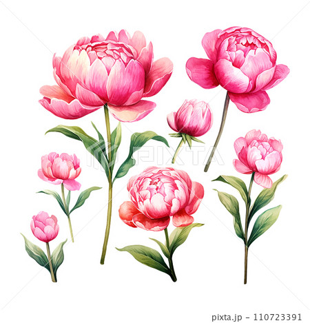 bouquet of peonies watercolor illustration set bouquet of peonies watercolor illustration set 110723391