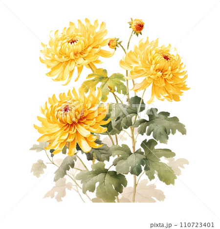 Meticulous yellow chrysanthemum, Chinese art, white background 110723401