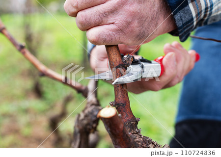Farmer pruning the vine in winter. Agriculture. 110724836