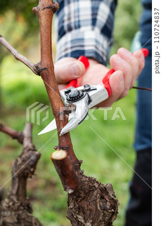 Farmer pruning the vine in winter. Agriculture. Farmer pruning the vine in winter. Agriculture. 110724837