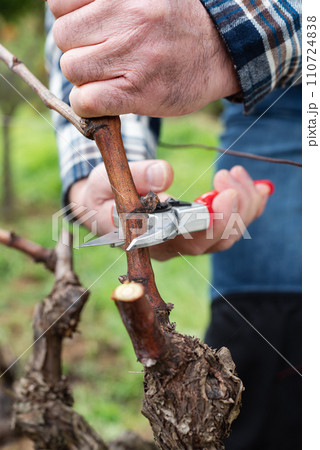 Farmer pruning the vine in winter. Agriculture. Farmer pruning the vine in winter. Agriculture. 110724838