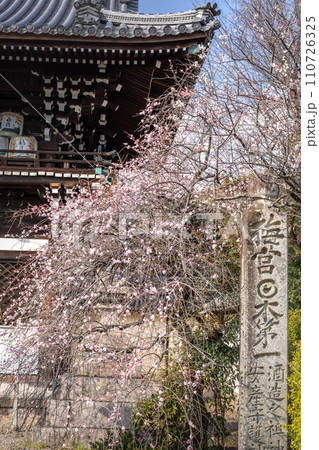 梅宮大社の冬、随身門前に咲く満開の枝垂れ梅 110726325