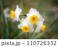 梅宮大社の冬、境内に咲く白いスイセンの花 110726332