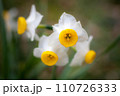 梅宮大社の冬、境内に咲く白いスイセンの花 110726333