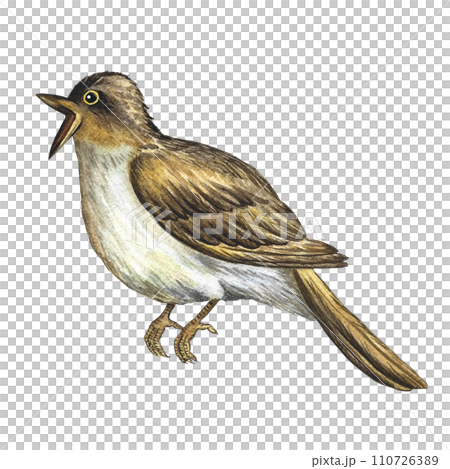 A nightingale, a singing bird. Hand-drawn watercolor illustration. Highlight. For logos, badges, stickers and prints. For postcards, business cards, flyers and posters. 110726389