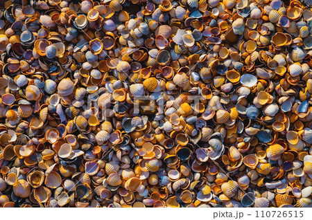 Close-up of seashells lying near the ocean or sea on the shore. Uninhabited houses of sea animals Close-up of seashells lying near the ocean or sea on the shore. Uninhabited houses of sea animals 110726515