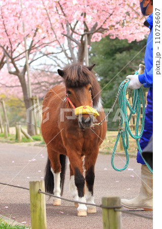 なぎさポニーランド 満開の河津桜と散歩するポニー なぎさポニーランド 満開の河津桜と散歩するポニー 110726607