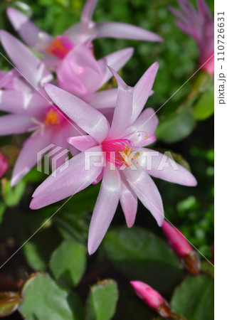Easter cactus Easter cactus 110726631