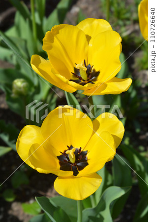 Tulip Golden Apeldoorn Tulip Golden Apeldoorn 110726640