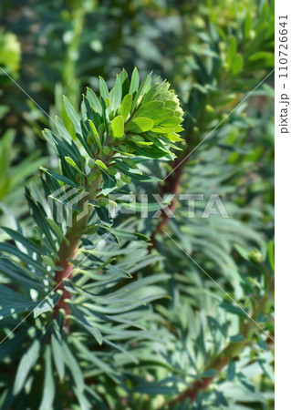 Spurge Black Pearl 110726641