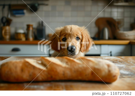 Curious Puppy Craving: Golden Retriever and the Kitchen Surprise 110727062