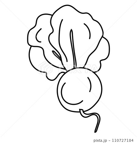 Vegetable beetroot in doodle style, black and white line art, isolated on white background. Vegetable beetroot in doodle style, black and white line art, isolated on white background. 110727184