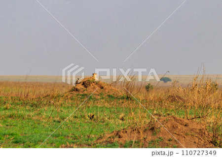 Cheetah (Acinonyx jubatus) on termite mound in savanna in Serengeti National park, Tanzania 110727349