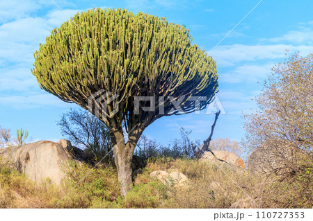 Candelabra tree (Euphorbia ingens), also known as naboom in Serengeti national park 110727353