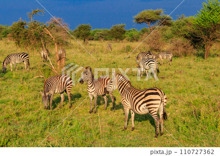 Herd of zebras in savanna in Serengeti national park in Tanzania. Wildlife of Africa Herd of zebras in savanna in Serengeti national park in Tanzania. Wildlife of Africa 110727362