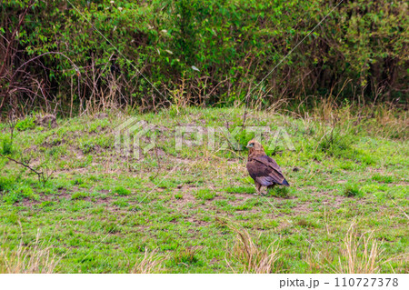 Tawny eagle (Aquila rapax) walking on meadow in Serengeti national park, Tanzania Tawny eagle (Aquila rapax) walking on meadow in Serengeti national park, Tanzania 110727378