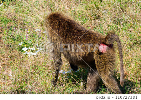 Olive Baboon (Papio anubis) eating flowers in savanna in Serengeti national park, Tanzania Olive Baboon (Papio anubis) eating flowers in savanna in Serengeti national park, Tanzania 110727381