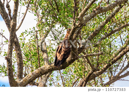Tawny eagle (Aquila rapax) on a tree in Serengeti national park, Tanzania 110727383