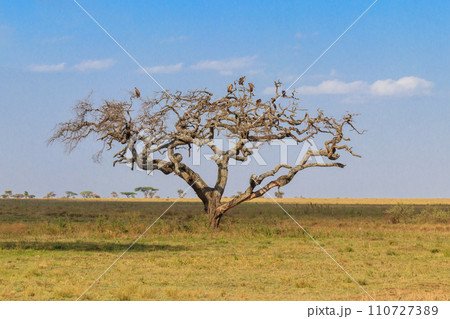 Tree with perched hooded vulture (Necrosyrtes monachus) in Serengeti national park in Tanzania, Africa 110727389