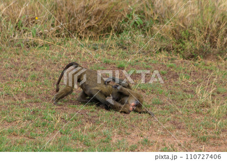 Two young olive baboons (Papio anubis) playing in savanna in Serengeti national park, Tanzania 110727406