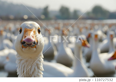 Feathered Protest: Geese Oppose Foie Gras Cruelty 110727532