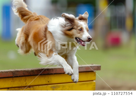 Pooch Training: Side Angle of Obstacle Jump Pooch Training: Side Angle of Obstacle Jump 110727554