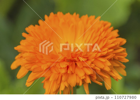 Close up for one orange flower, marigold on a green natural background 110727980