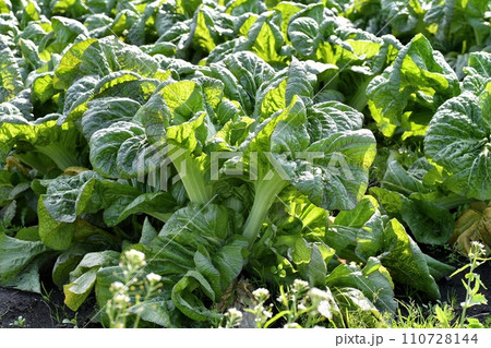 タカナ畑 110728144