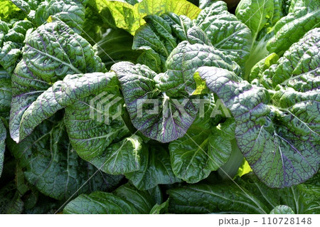 タカナ畑 110728148