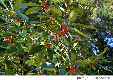 タラヨウの実 タラヨウの実 110728210