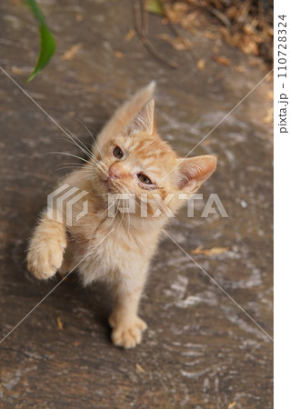 初めて猫じゃらし遊びする可愛い子猫 110728324