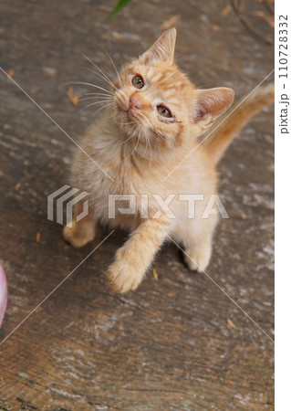 初めて猫じゃらし遊びする可愛い子猫 初めて猫じゃらし遊びする可愛い子猫 110728332