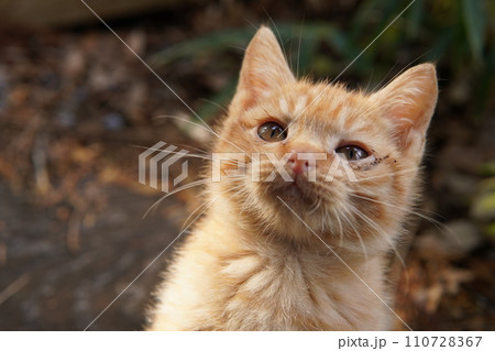 初めて猫じゃらし遊びする可愛い子猫 110728367