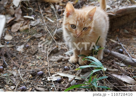 初めて猫じゃらし遊びする可愛い子猫 初めて猫じゃらし遊びする可愛い子猫 110728410