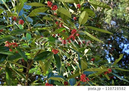 タラヨウの実 タラヨウの実 110728582