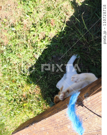 猫じゃらし遊びでもだえるネコ 猫じゃらし遊びでもだえるネコ 110728718