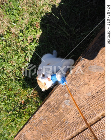 猫じゃらし遊びでもだえるネコ 猫じゃらし遊びでもだえるネコ 110728724