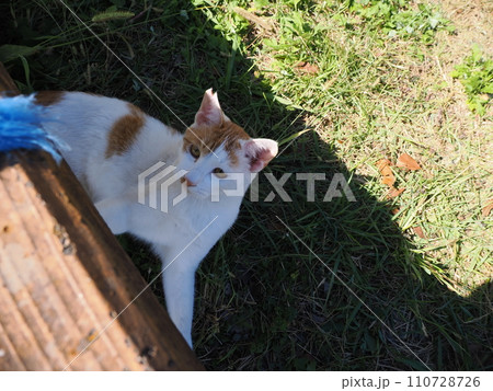 猫じゃらし遊びでもだえるネコ 猫じゃらし遊びでもだえるネコ 110728726