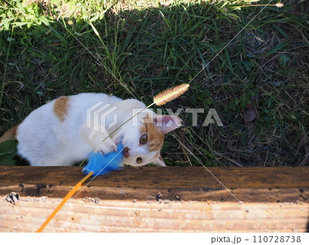 猫じゃらし遊びでもだえるネコ 110728738