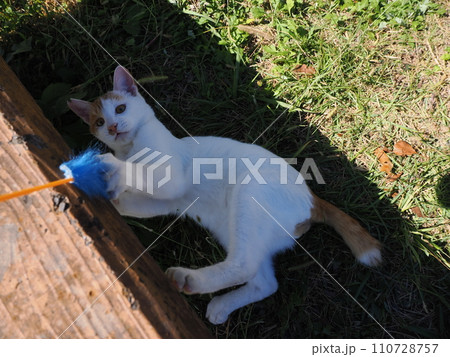 猫じゃらし遊びでもだえるネコ 猫じゃらし遊びでもだえるネコ 110728757