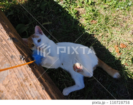 猫じゃらし遊びでもだえるネコ 猫じゃらし遊びでもだえるネコ 110728758