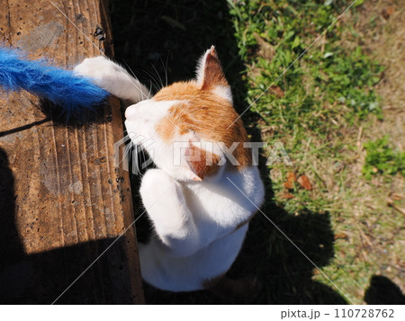 猫じゃらし遊びでもだえるネコ 110728762