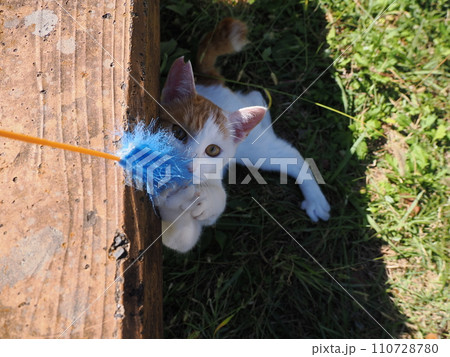 猫じゃらし遊びでもだえるネコ 猫じゃらし遊びでもだえるネコ 110728780