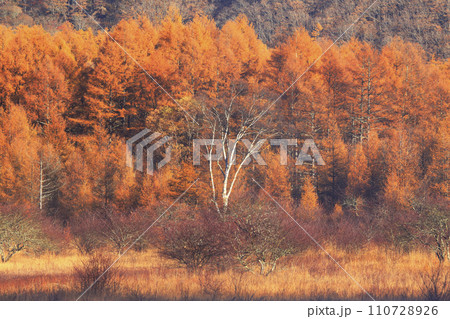 小田代ヶ原 110728926