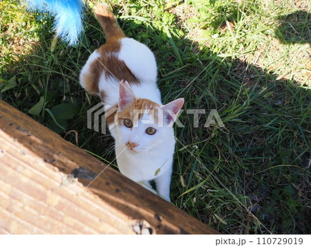 猫じゃらしで遊ぶ子猫 110729019